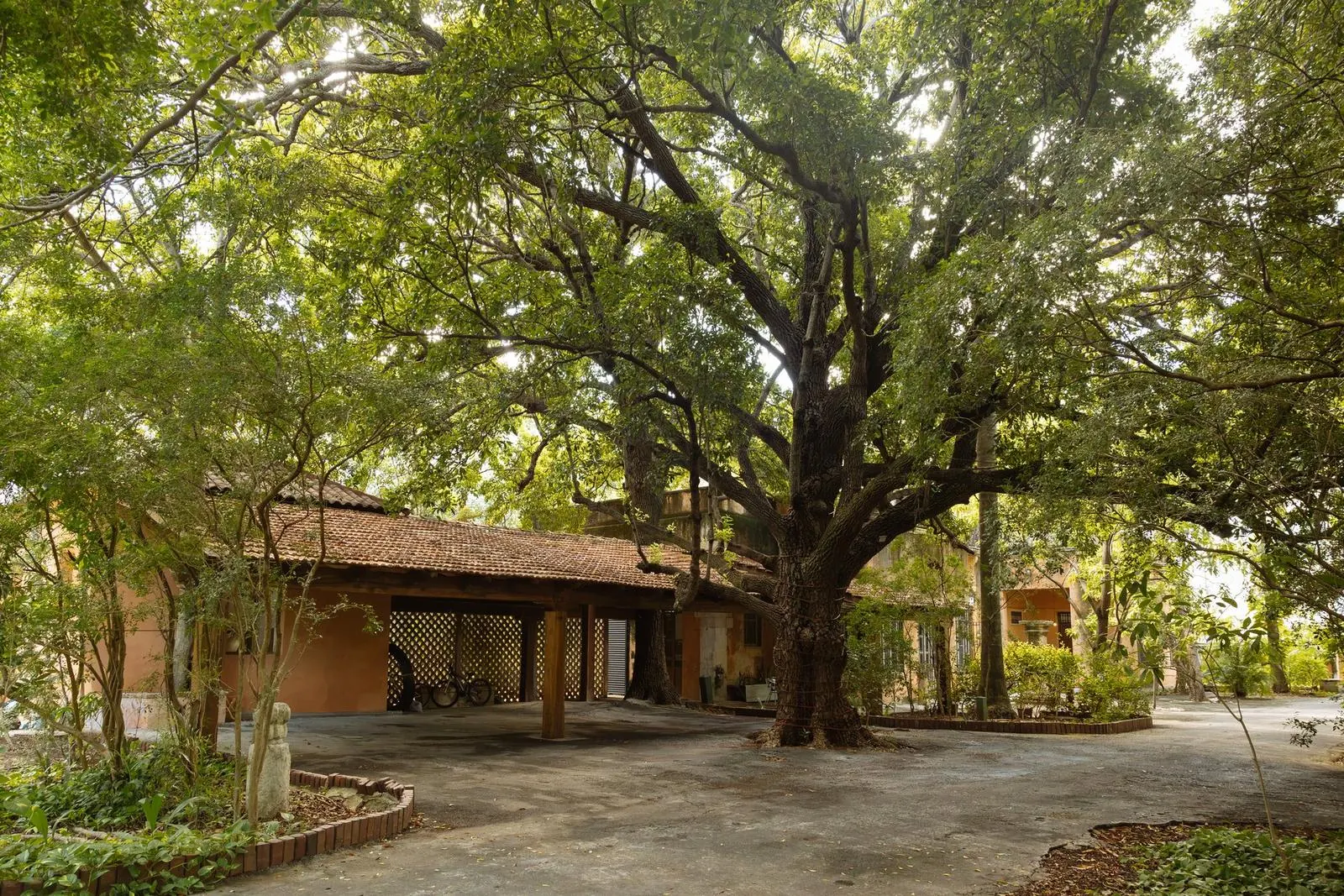 La ceiba de la entrada entre los árboles del jardín